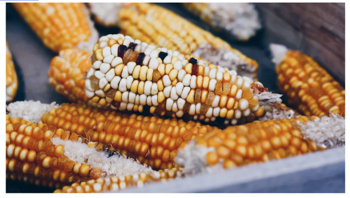 Corn Combine Harvestester